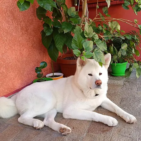 Ξενοδοχείο виктория Σωζόπολη