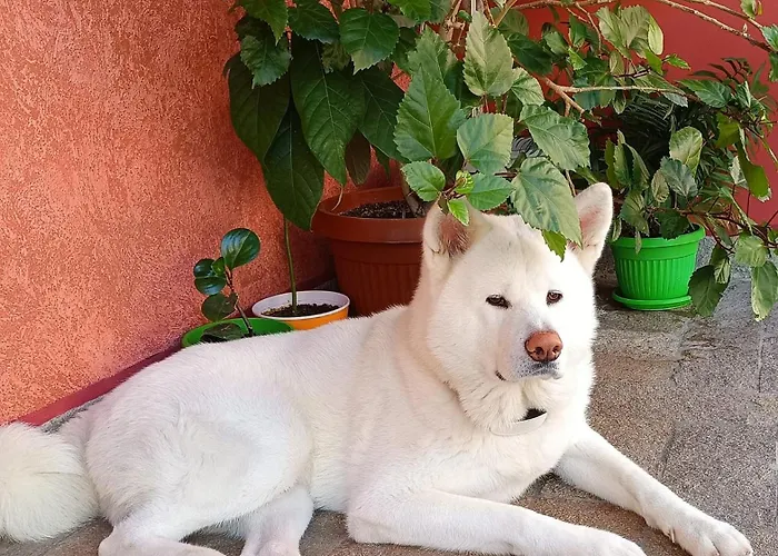 Hotel виктория Sozopol